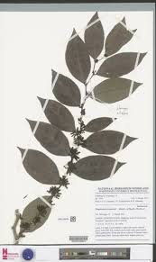 Image result for Rhaphiostylis