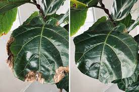 Is Trimming Brown Edges On Fiddles Okay Plant Care Tips And More La Residence Fiddle Leaf Fig Fig Plant Indoor Fiddle Leaf Tree