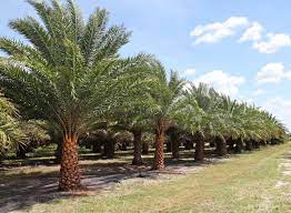 Silver Date Palm Tree Field Florida Grown Palms - Date Palms By Realpalmtreescom Realpalmtreescom Whole Lawn And Landscape Date Palm Canary Island Date Palm