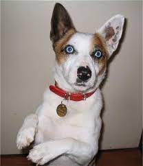 Is it another breed mix that looks incorgnito? Cojack Dog Breed Information And Pictures