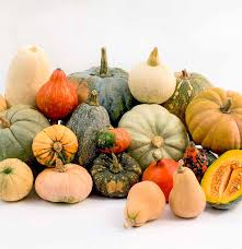 Image result for Cucumis quintanilhae