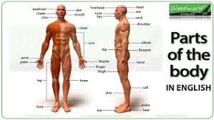 Women have a lot of body parts to find sexy, but i narrowed it down to the 12 that make us weakest in the knees. Parts Of The Body Photos And English Vocabulary Vocabulario Partes Del Cuerpo Ingles