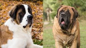 While a great dane/ st. Saint Bernard Vs English Mastiff What S The Difference
