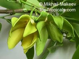 Image result for Artabotrys