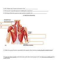 There is a printable worksheet available for download here so you can take the quiz with pen and paper. Muscular System Quiz Trunk Anterior Posterior Muscles Of Torso By Science 101