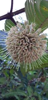 Selain itu, perawatan melati gambir juga tidak dalam bahasa bunga, jasmine (nama bunga melati dalam bahasa inggris). Uncaria Gambir Hunt Roxb Gambir Planter And Forester