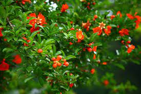 One the tree has a good bushy form further clipping is not necessary except to control the size. Pomegranate The Pretty Blossoms That Precede Tasty Fruits Cgtn