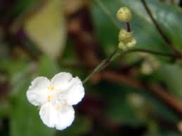 Image result for Gibasis