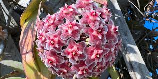 Image result for hoya plant flower