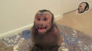 We make sure this monkeys are well trained and can be a good pet to monkey lovers. Capuchin Monkey Gets Mad Youtube