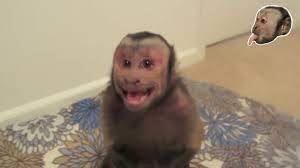 We did not find results for: Capuchin Monkey Gets Mad Youtube