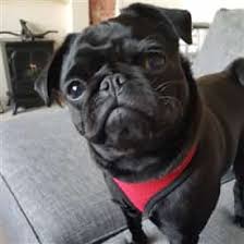 The high fiber content will make your dogs feel content faster and thus eat less. Pug Dog Black Baby
