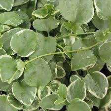 Grapes can be eaten fresh as table grapes, used for making wine, jam, grape juice, jelly, grape seed extract, vinegar, and grape seed oil, or dried as raisins, currants and sultanas. Vinca Vine Expoflora Friends School Plant Sale