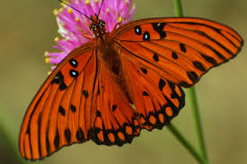 Support local businesses and save up to 70% off. Key West Botanical Garden Information Guide