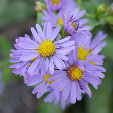Image result for Aster