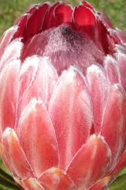 Image result for Protea argyrea