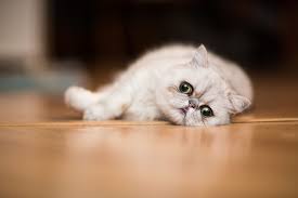 ‪10 Popular Cat Breeds for Many Types of Households‬‏