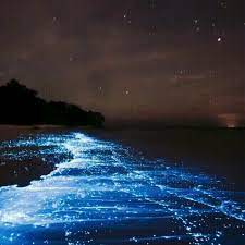 This Glittering Shore Is Nicknamed Sea Of Stars And It S Located In Vaadhoo Islands Maldives Ocean Gif Sea Of Stars Meditation Pictures