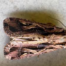 Image result for Dolichos sericeus