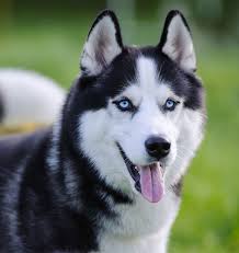 Husky pictures of a brown and white husky in the car with tongue hanging out. Blue Eyes Baby Husky Novocom Top