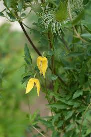 Image result for Clematis costata
