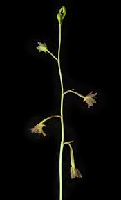 Image result for Eulophia elegans