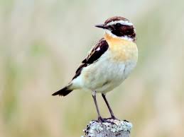El texto está disponible bajo la licencia creative commons atribución compartir igual 3.0; Tarabilla Nortena Ebird
