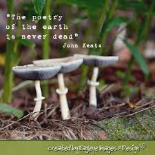 The Poetry Of The Earth Is Never Dead John Keats Nature Quote Nature Quotes Nature Quotes Inspirational John Keats