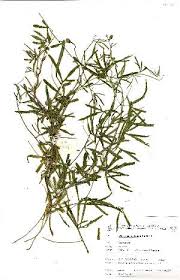 Image result for Merremia pterygocaulos