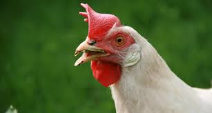 Marination with yogurt always helps, you might also want to try cooking chicken separately. Chicken The Local Europe