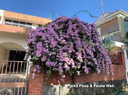 Image result for Mansoa