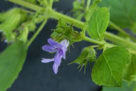 Image result for Mesosphaerum pectinatum