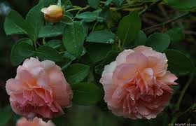 Heaven On Earth Rose Photo Rose Photos Rose Heaven On Earth