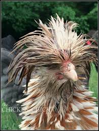 Bird With Feathers On Top Of Head Chicken Picking Causes And Solutions Molting Chickens Silkie Chickens Polish Chicken