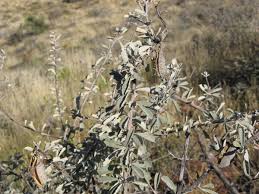 Image result for Catophractes alexandri