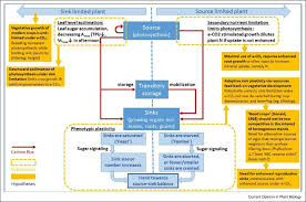 improving crop carbon sink strength