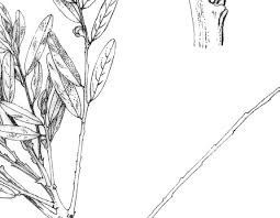 Image result for Phyllanthus bernierianus