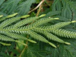 Image result for Selaginellaceae