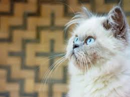 Saat ini sudah banyak jenis makanan kucing berbagai merek yang dijual di pasaran. Kucing Himalaya Cara Merawat Pakan Harga Jual Lengkap