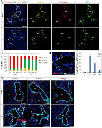 Kede alam hari natal 2d / erek erek hari raya natal / 75 gambar erek erek belalang. Anatomically And Functionally Distinct Lung Mesenchymal Populations Marked By Lgr5 And Lgr6 Cell