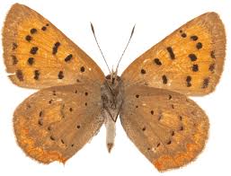 Image result for Hetaeria heterosepala