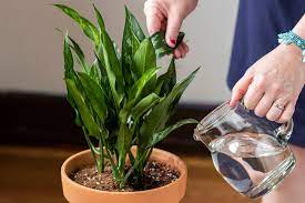 Place the plastic bottle into a hole in the soil with the cap and about an inch or two of the water bottle peeking out. How To Water Houseplants Correctly