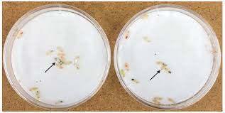 Hickory, nc hickory, nc hickory, nc pest & wildlife solutions mcneely pest control. Insects Free Full Text Subterranean Termite Social Alarm And Hygienic Responses To Fungal Pathogens Html