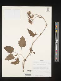 Image result for Crassocephalum picridifolium