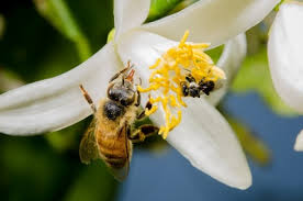 Are these tests for pure honey valid? Stingless Bee Honey Is The Bee S Knees