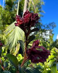 Image result for Beaumontia