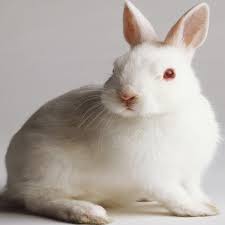New Zealand Rabbit Characteristics Uses Full Breed Information
