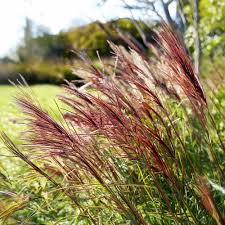 Image result for Miscanthus sinensis