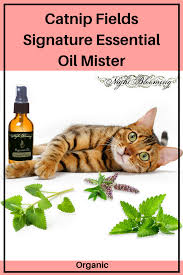 Anywhere from 50 to 75% of cats (including big cats!) react to catnip. Catnip Fields Signature Essential Oil Mister Is A Cat Safe Dilution Of Catnip Essential Oil In An Organic Tea Of Organic Catnip Cat Spray Catnip Essential Oil