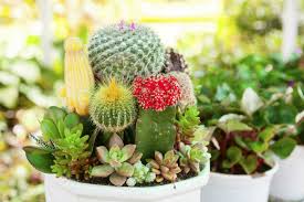 Mitos y verdades sobre las buenas y malas energías. Te Gustan Los Cactus Alerta Segun El Feng Shui Deberias Tener Cuidado Con Donde Los Colocas Vix